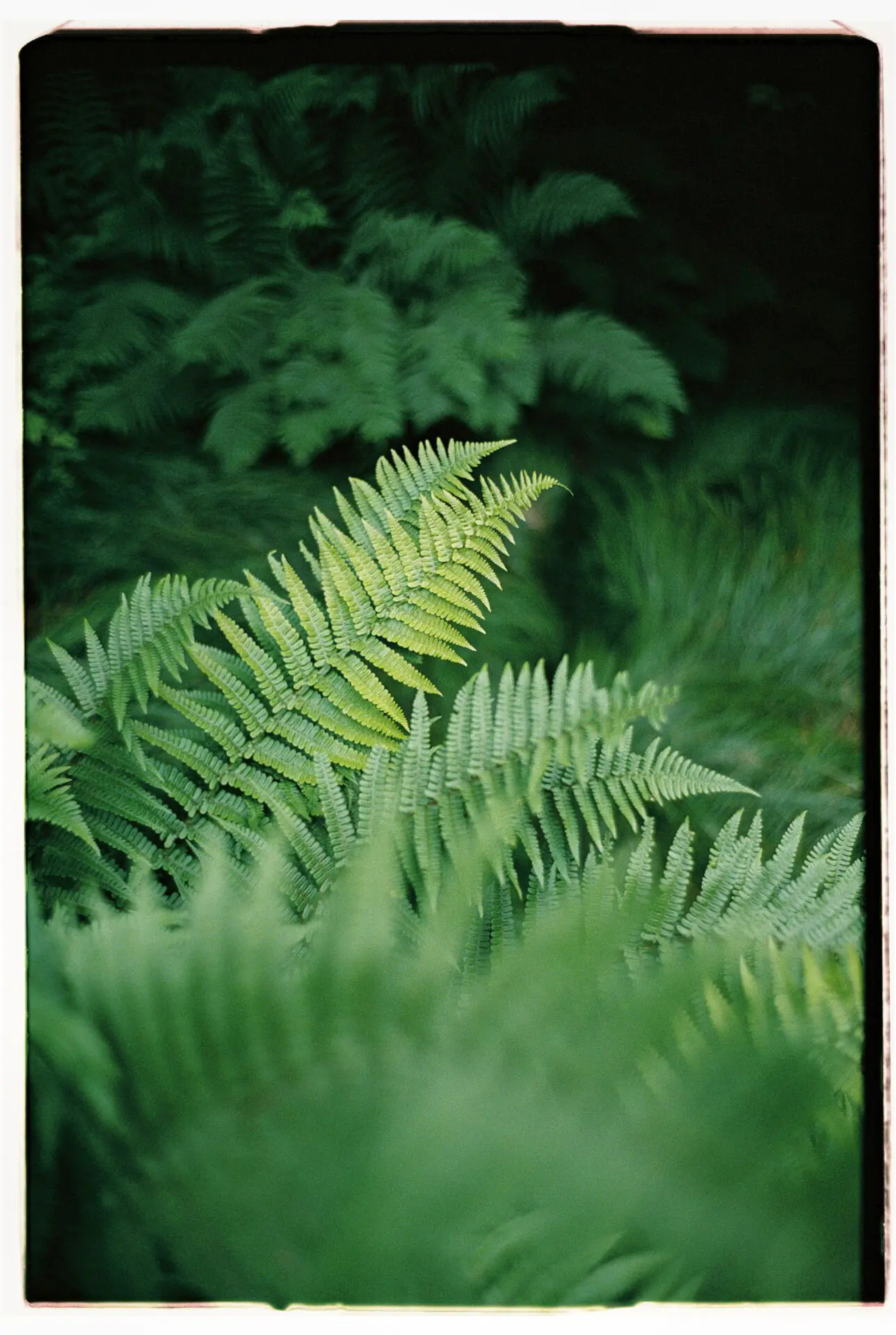 Vibrant green dryopteris