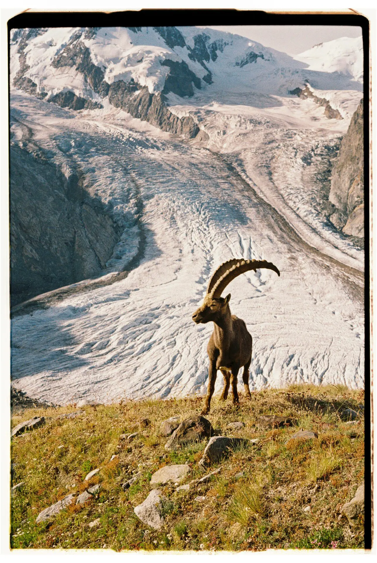 Ibex posing in the Zermatt mountains