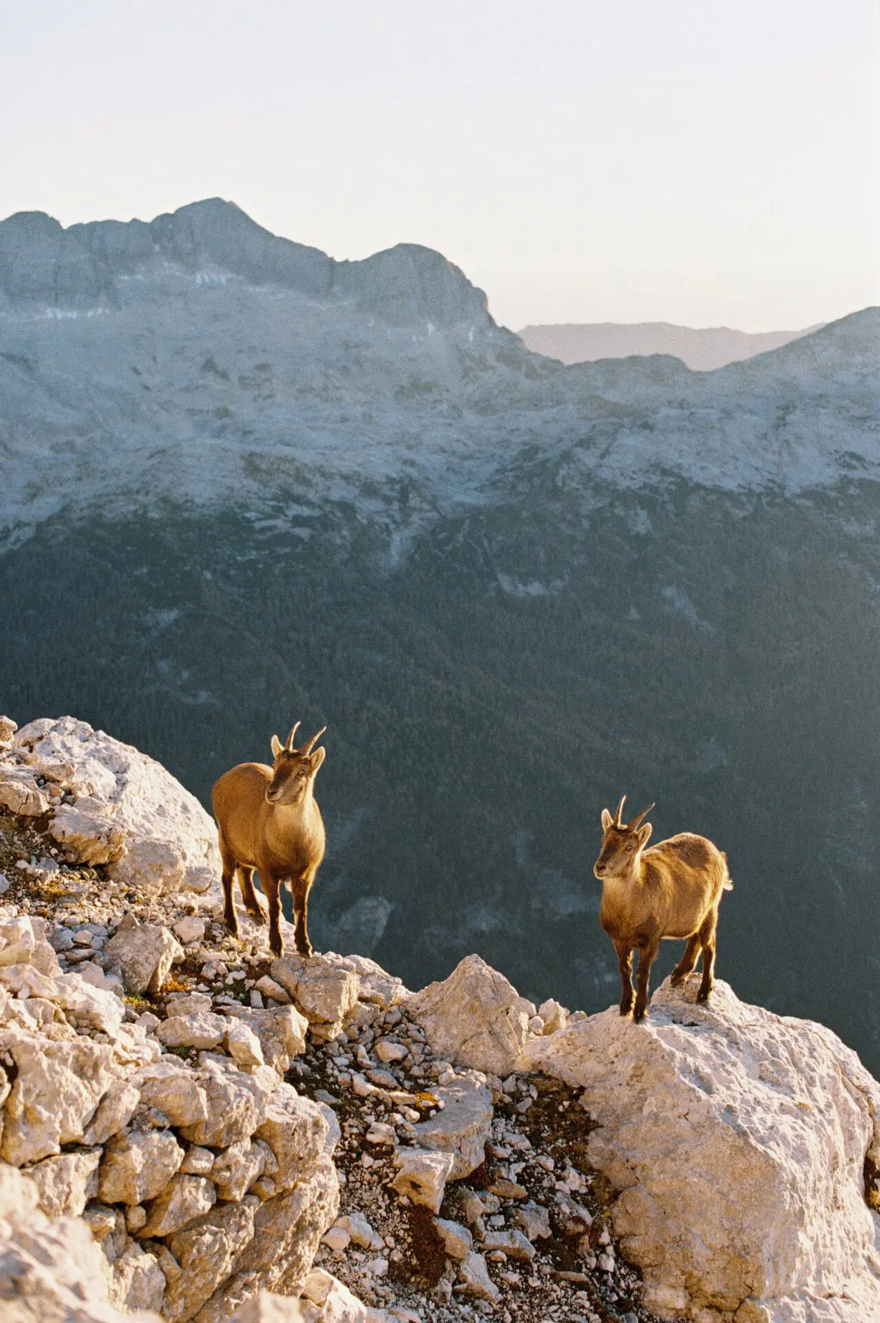 Alpine Ibex in the Italian mountains